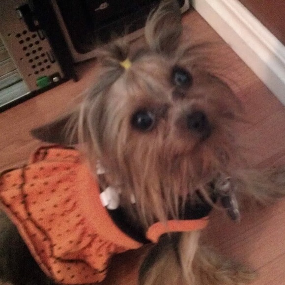 Meet your Posher, Ricardo - Picture 1 of 1